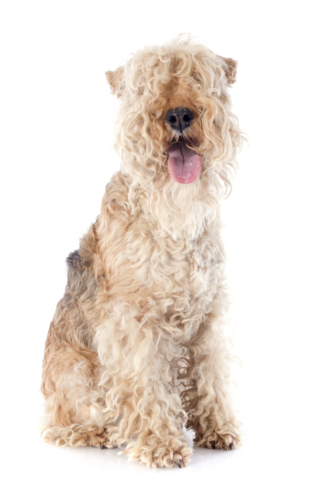 lakeland terrier soft toy