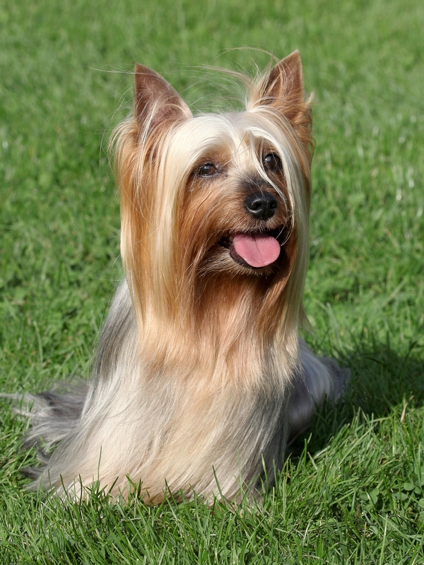 Silky Terrier - Dog-Breeds.net