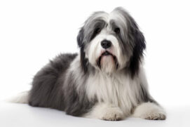 Polish Lowland Sheepdog