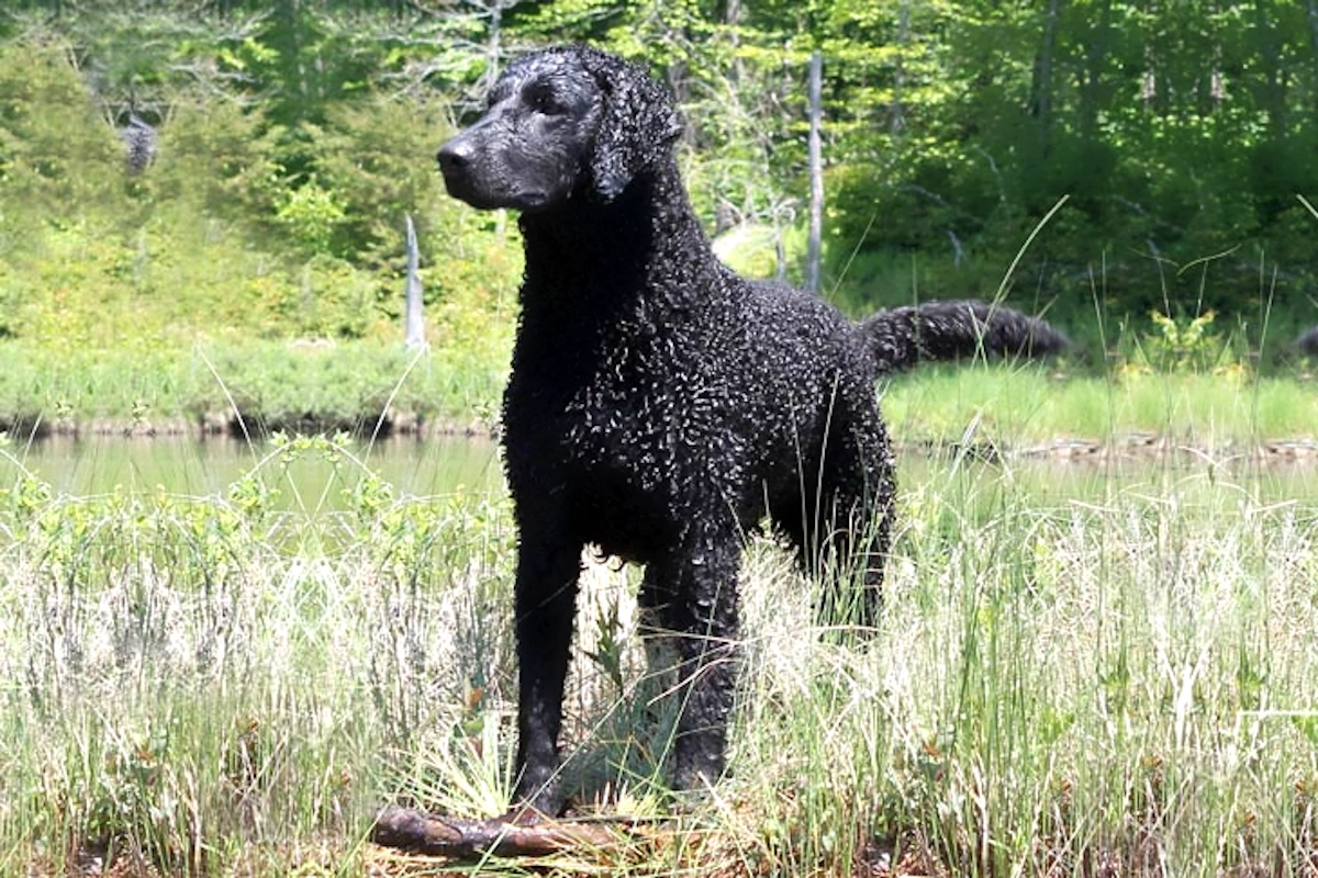 A Curly-Coated Retriever hunting in the water.