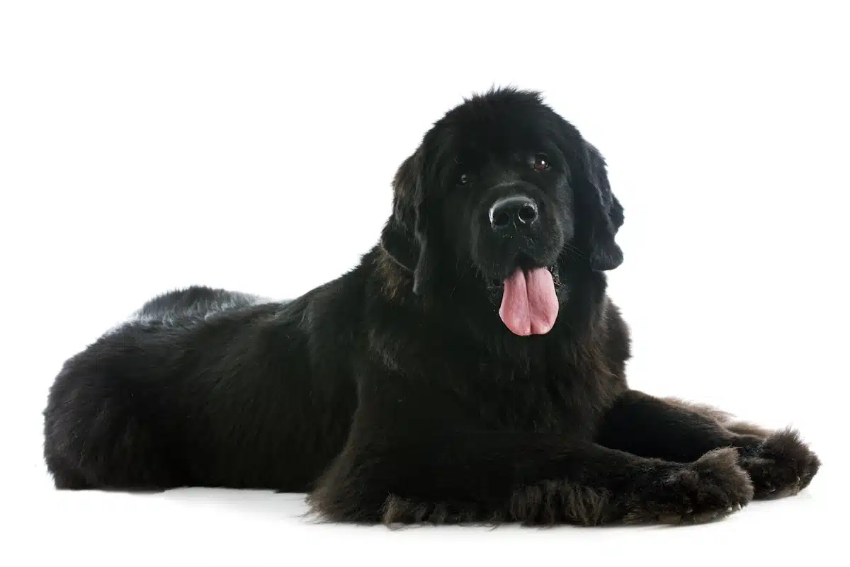 A Newfoundland lying on the ground with his tongue hanging out